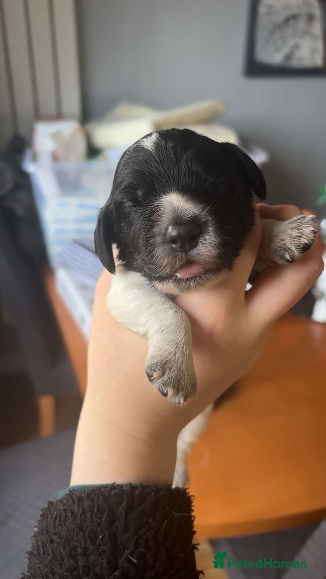 Sprocker dogs for sale:  sprocker spaniel pups for sale!  - Advert 5