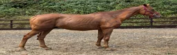 Irish Thoroughbred horses for sale: Ginger - Handsome hunter type gelding  - Advert 2