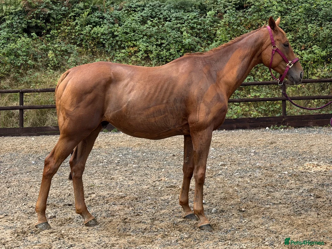 Irish Thoroughbred horses for sale: Ginger - Handsome hunter type gelding  - Advert 2