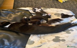 Domestic Shorthair cats for sale: 3 gorgeous kittens - Image 7