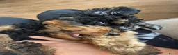 Cockapoo dogs for sale: Milo 5 month old cockapoo in Preston - Advert 3