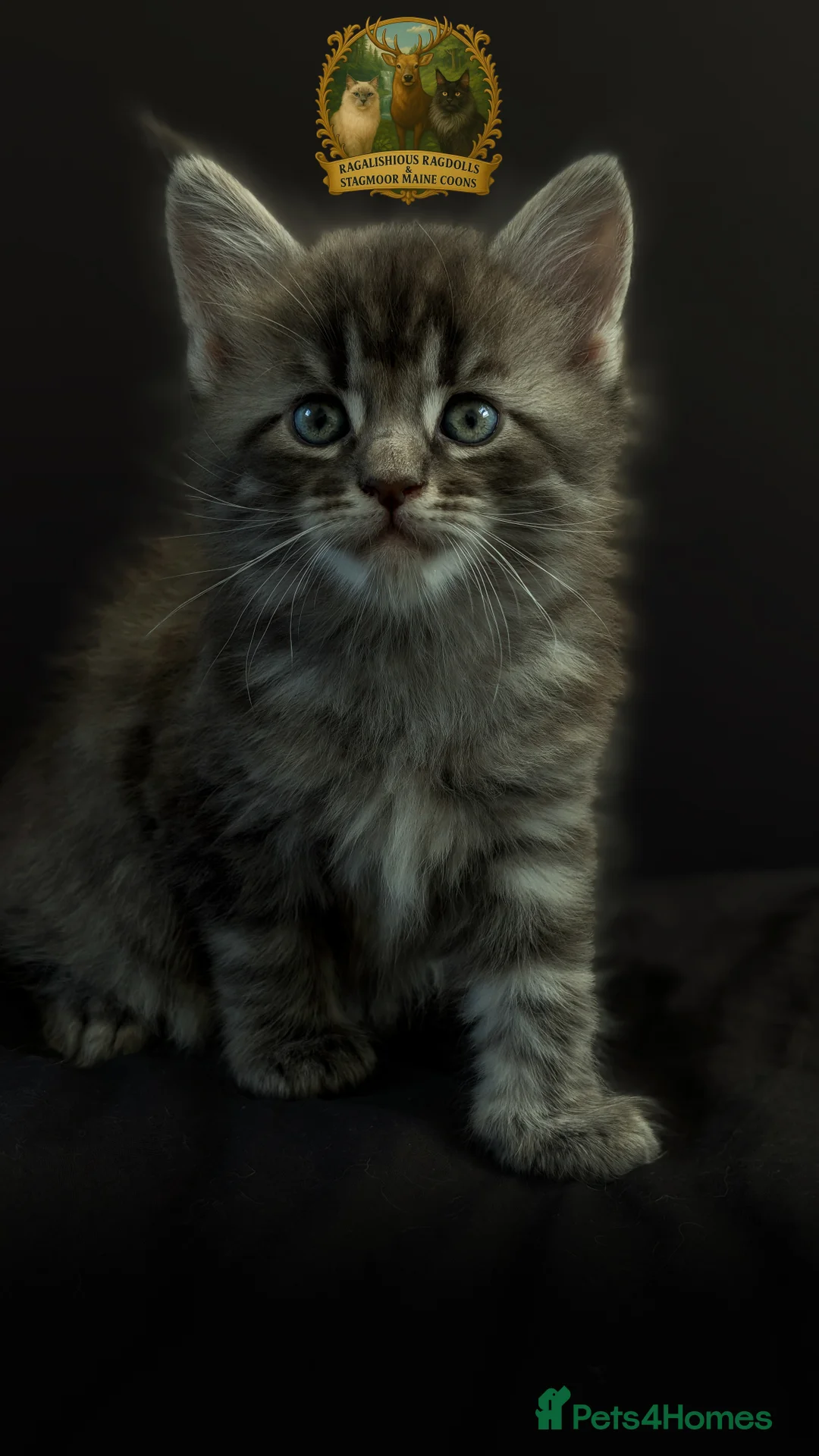 Maine Coon cats for stud: European Championship Carries Shaded GCCF & TICA - Advert 20