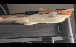 American Shorthair cats for sale: Nala 10 month old kitten  - Advert 3