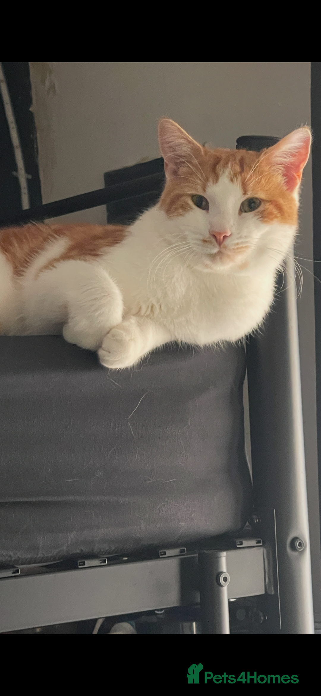 American Shorthair cats for sale: Nala 10 month old kitten  - Advert 3