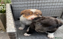 Welsh Collie dogs for sale: Welsh Collie Puppies  - Image 4