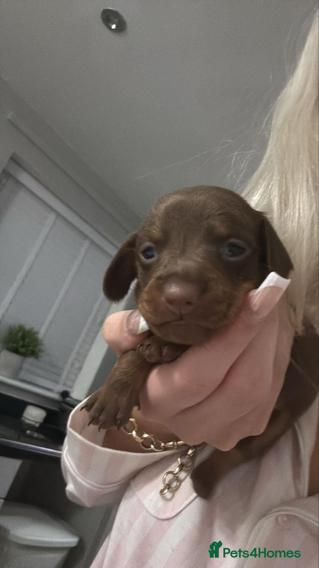 Miniature Dachshund dogs for sale: X2 miniature dachshund  - Advert 4