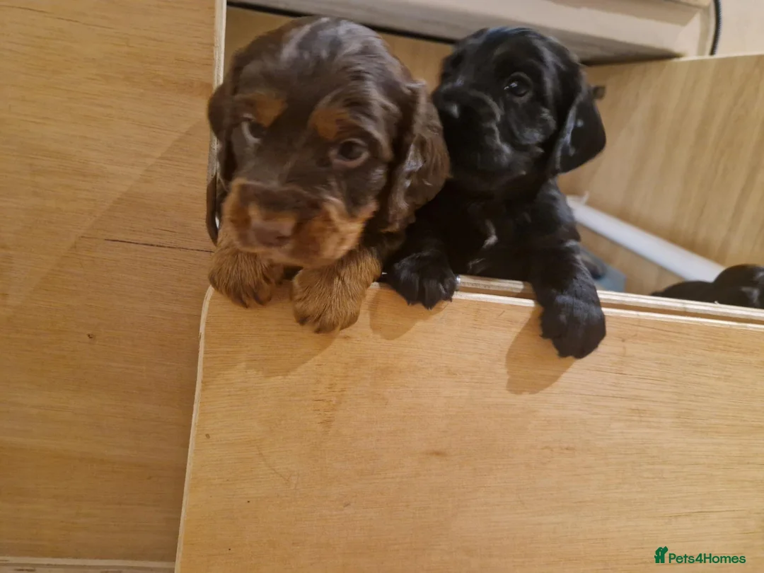 Cocker Spaniel dogs for sale: Working Cocker Spaniel Pups in Bridgnorth - Advert 2
