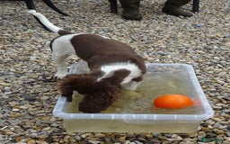 English Springer Spaniel dogs for sale: Two Gorgeous Boy English Springer Spaniel Puppies  - Image 3