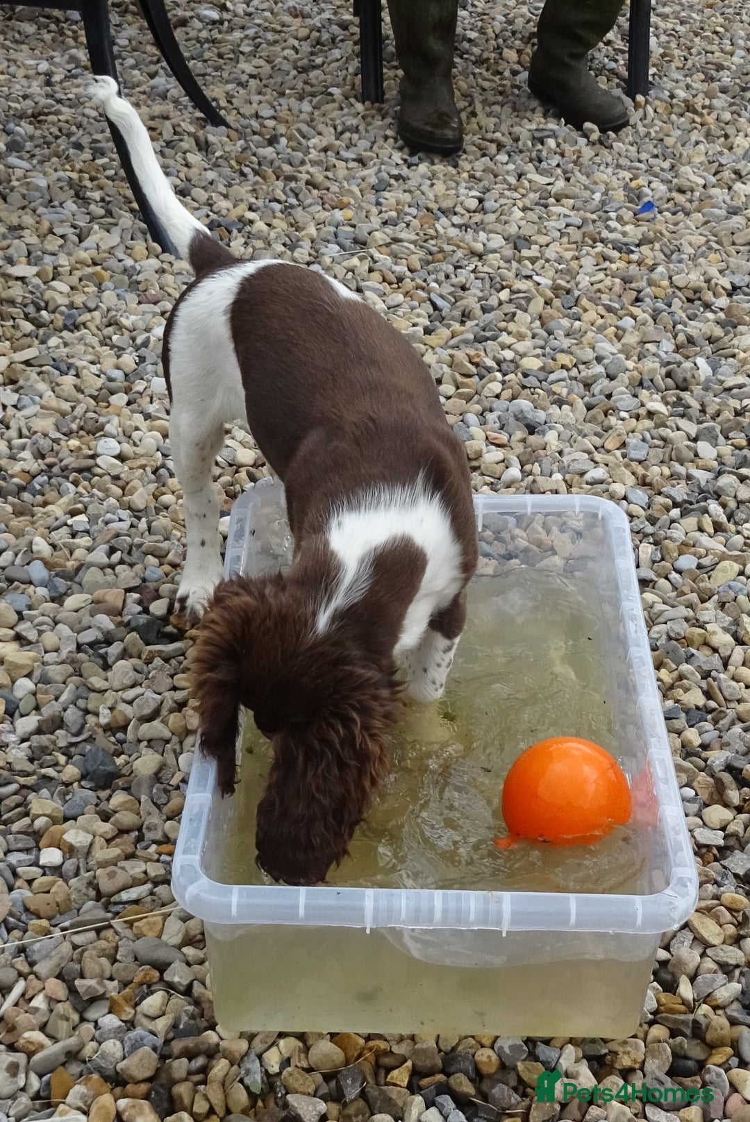 English Springer Spaniel dogs for sale: Two Gorgeous Boy English Springer Spaniel Puppies  - Image 3