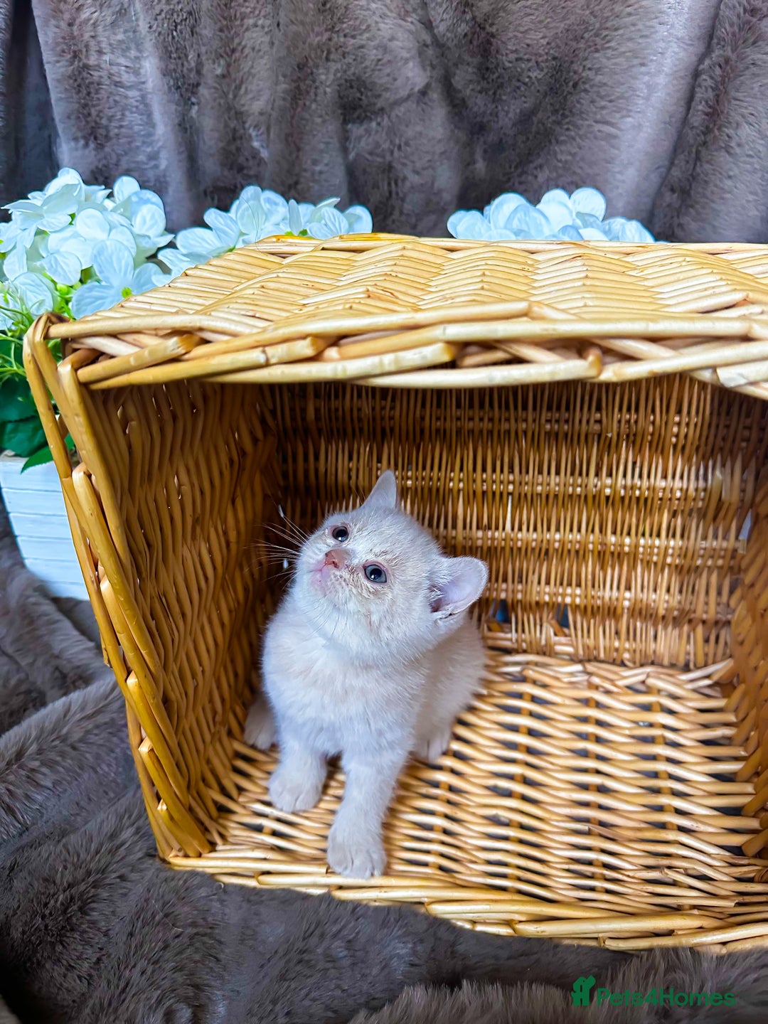 British Shorthair cats for sale: Tica reg 🌈 10colours British shorthair kittens  - Image 23
