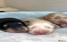Miniature Dachshund dogs for sale: CREAM MINIATURE DACHSHUNDS💛 - Image 4