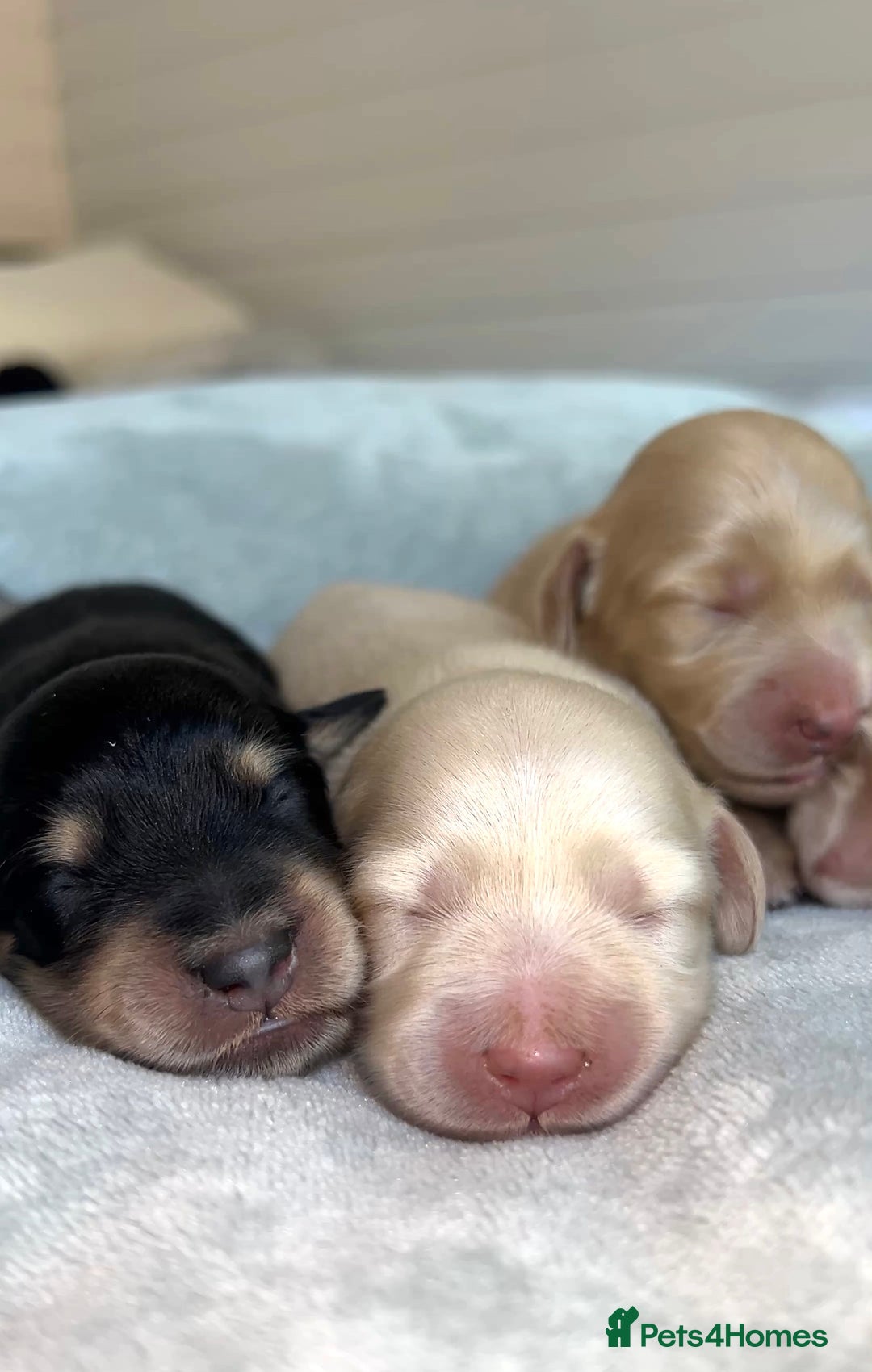 Miniature Dachshund dogs for sale: CREAM MINIATURE DACHSHUNDS💛 - Image 4