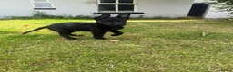 Belgian Shepherd Dog dogs for sale: RARE BLACK&BROWN BELGIAN MALINOIS PUPPIES - Advert 12