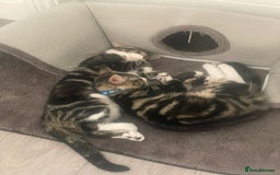 Mixed Breed cats for sale: Beautiful brothers  - Image 4