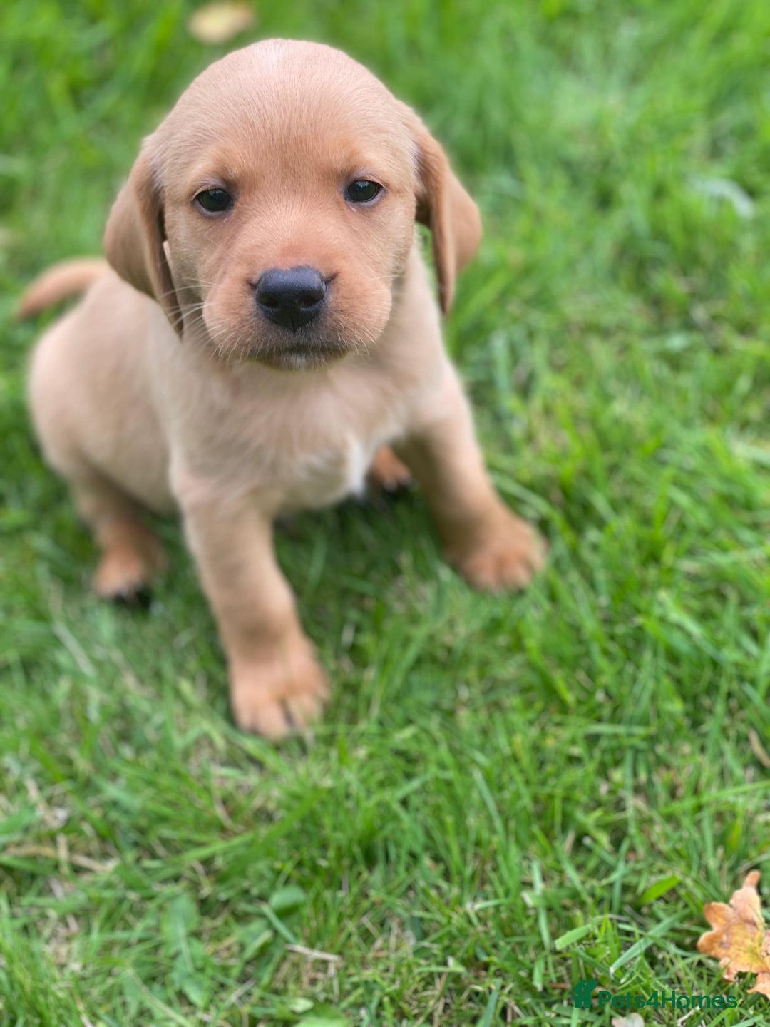Labrador Retriever dogs for sale: Stunning ftch fox red puppies - Image 8