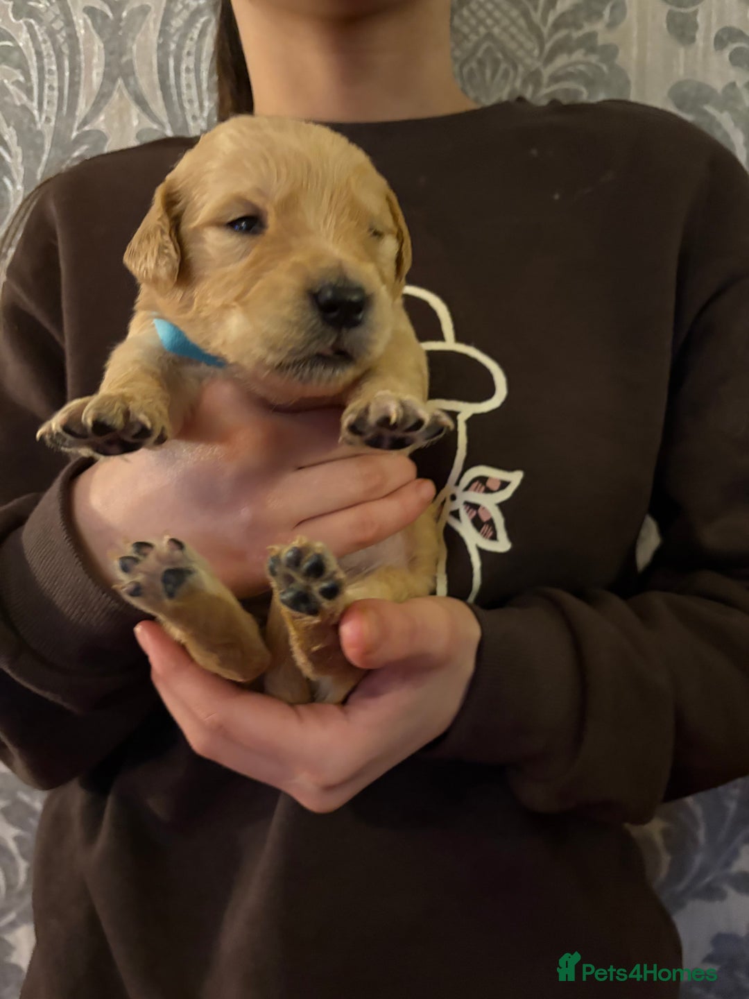 Golden Retriever dogs for sale: Adorable golden retriever puppies  - Advert 9