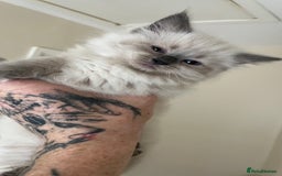 Ragdoll cats for sale: 4xfemales , 1xmale - Advert 15