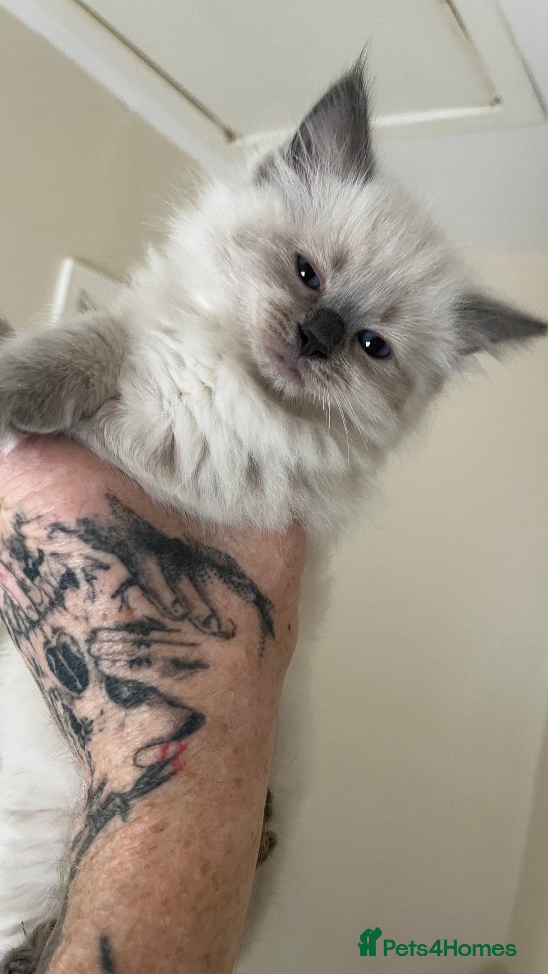 Ragdoll cats for sale: 4xfemales , 1xmale - Advert 15