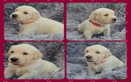 Golden Retriever dogs for sale: 9 KC registered, from imported lines puppies  - Image 33