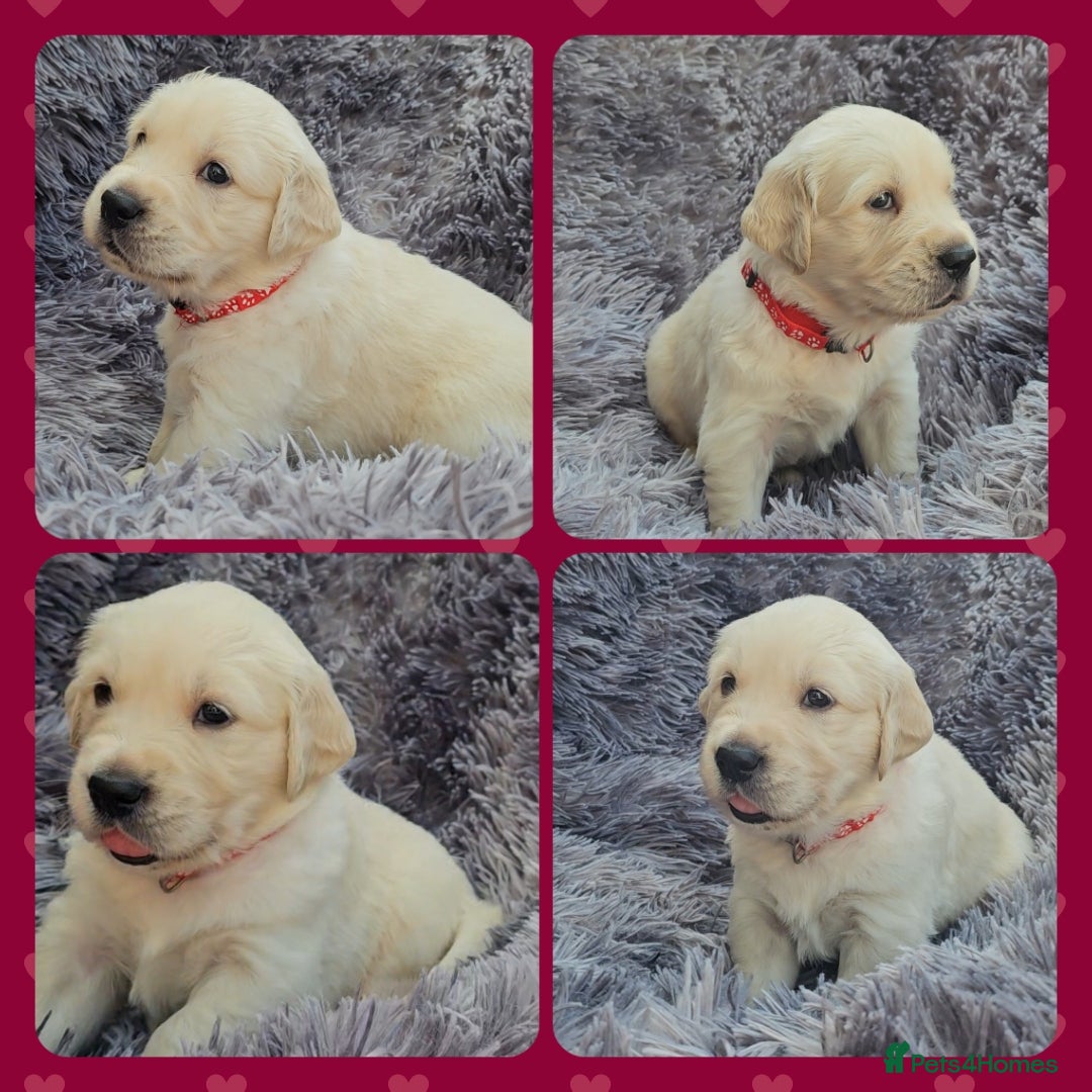 Golden Retriever dogs for sale: 9 KC registered, from imported lines puppies  - Image 33