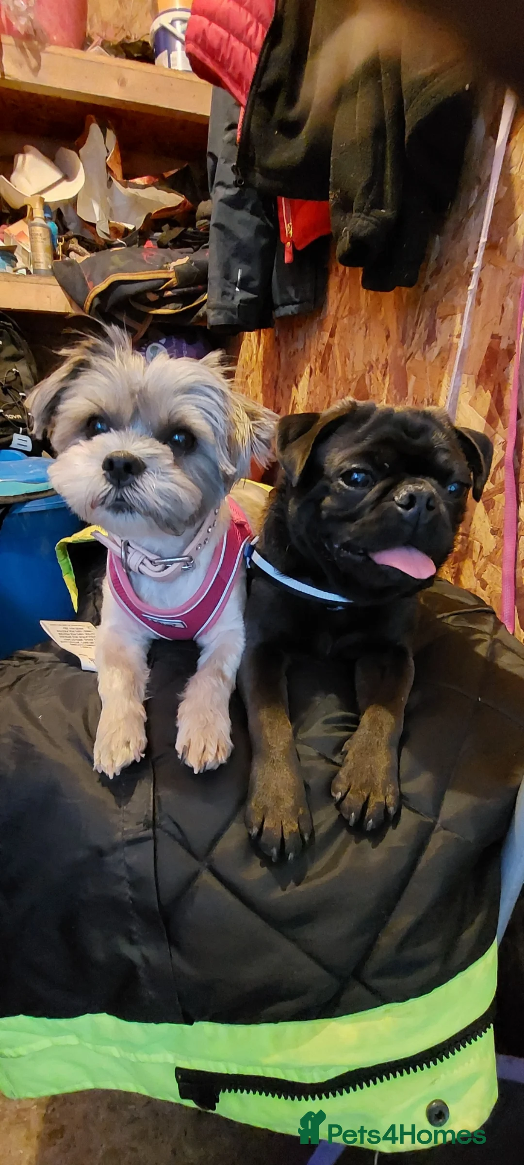 Mixed Breed dogs for sale: Pug-Tzus    shugs    shit tzu x pugs  - Advert 1