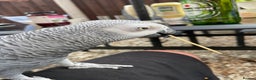 Parrots birds for sale: Our 2 loving African greys  - Advert 6