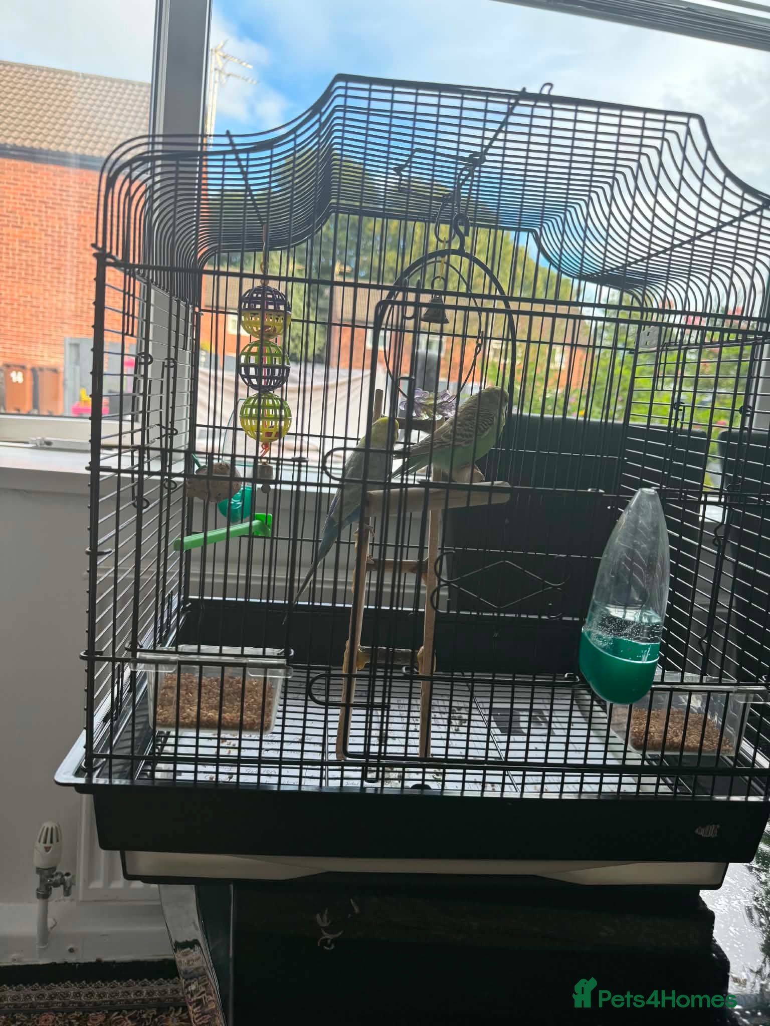 Budgerigars birds Male and Female Budgie - soon to be breeding  - Advert 13
