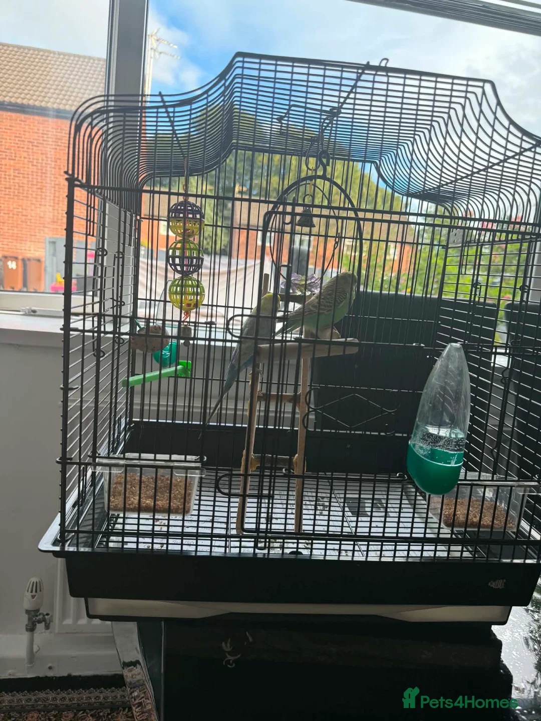Budgerigars birds for sale: Male and Female Budgie - soon to be breeding  in Wakefield - Advert 1