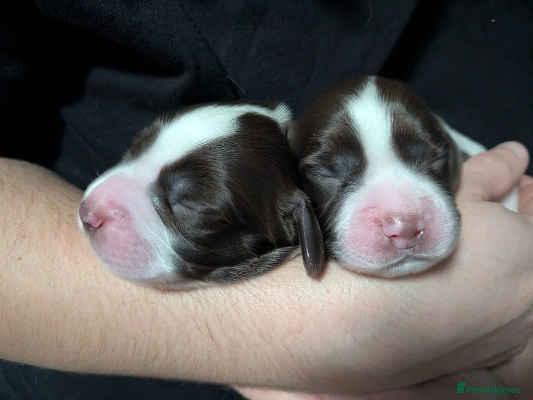 Sprocker dogs for sale: Sprocker Puppies - Cocker x Springer Spaniel - Advert 2