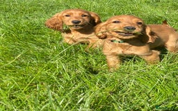 Cocker Spaniel dogs for sale: Show Type Cocker Spaniel Puppies - Advert 12