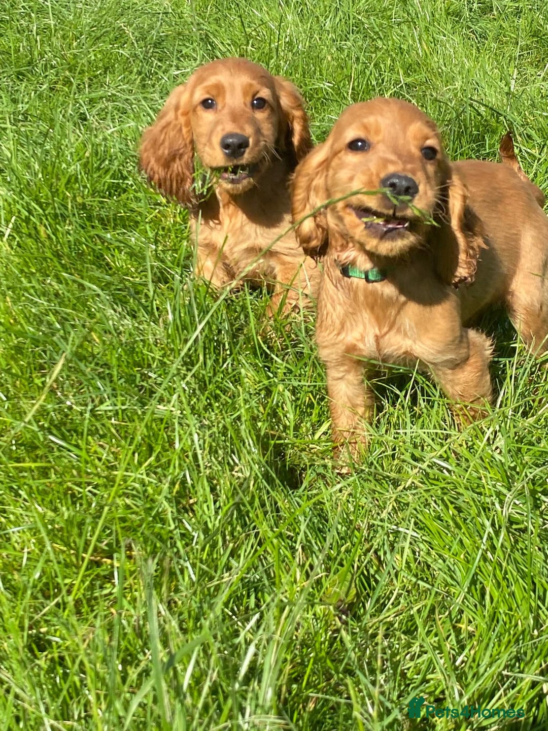 Cocker Spaniel dogs for sale: Show Type Cocker Spaniel Puppies - Advert 12