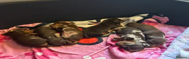 Miniature Dachshund 7