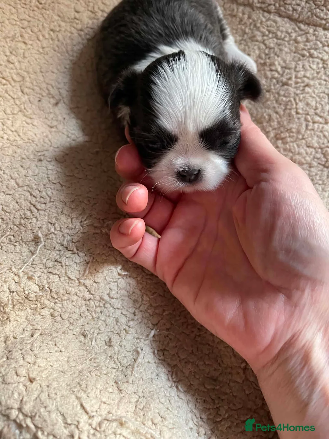 Shih Tzu dogs for sale: Imperial dobie shih tzu - Advert 2