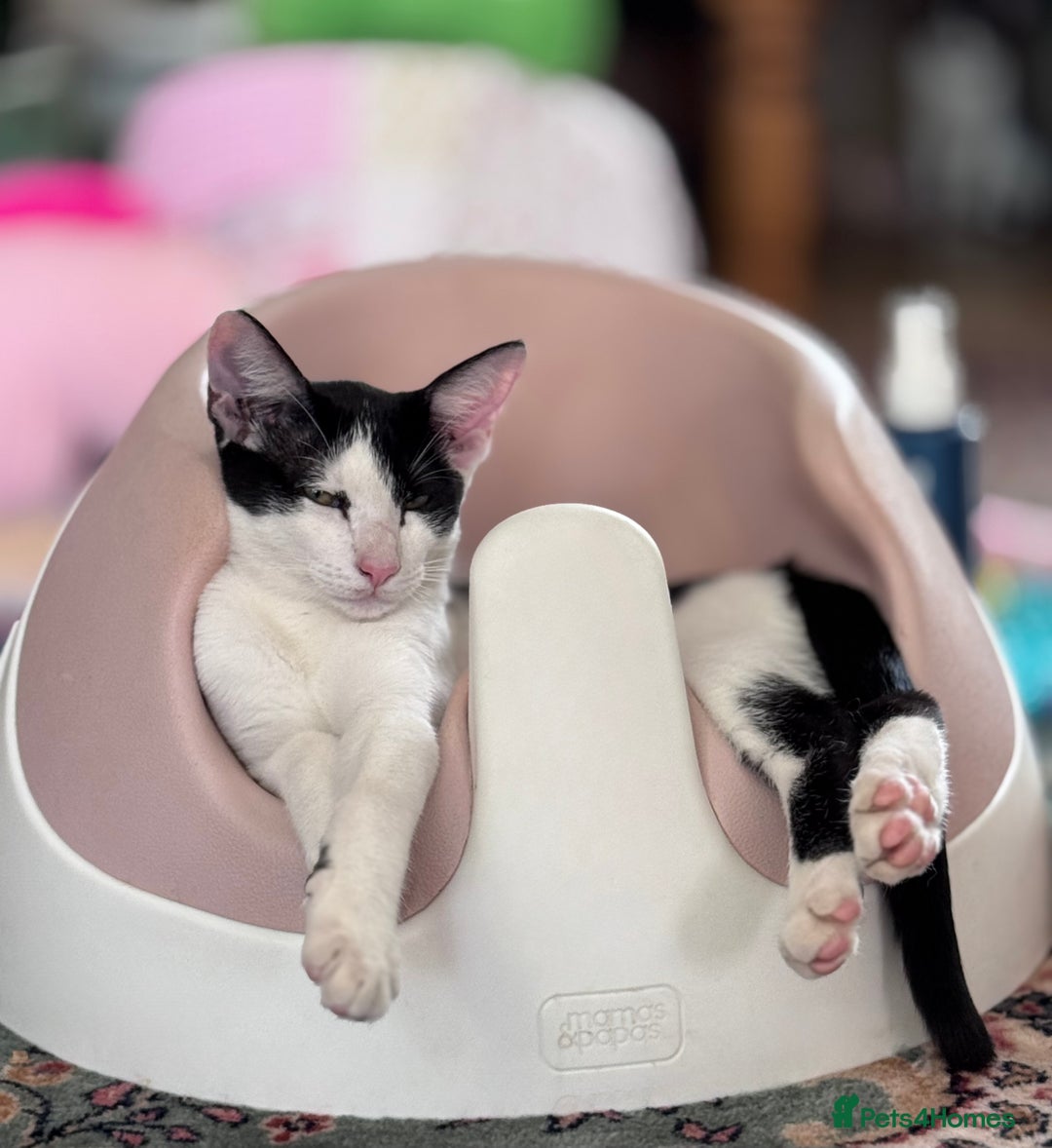 Oriental cats for sale: Ready now! Oriental shorthair kittens mix - Image 2