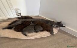 British Shorthair cats for sale: 🏆 pedigree British shorthair🏆 - Image 2