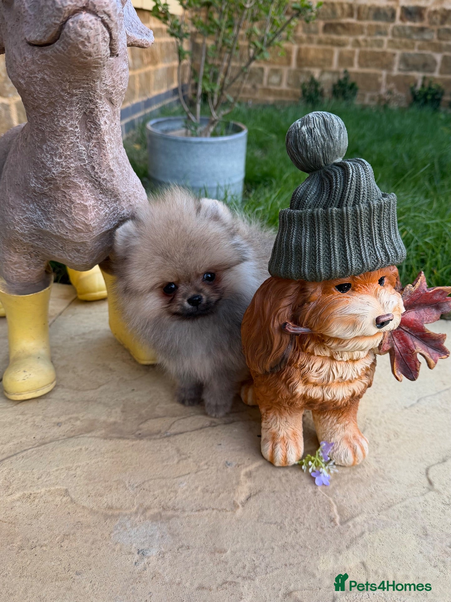 Pomeranian dogs for sale: Micro size teddy  face  - Advert 2