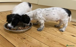 Jackapoo dogs for sale: @@GORGEOUS JACKAPOO PUPPIES@@ - Advert 12