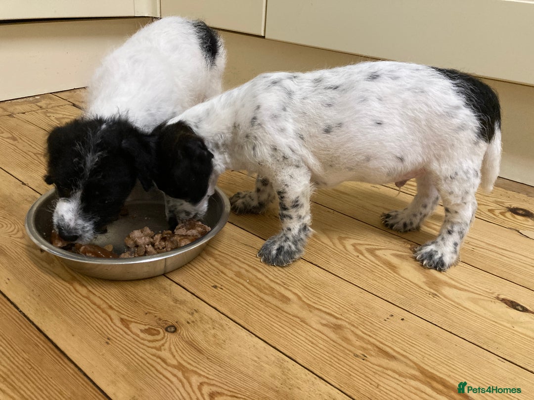 Jackapoo dogs for sale: @@GORGEOUS JACKAPOO PUPPIES@@ - Advert 12