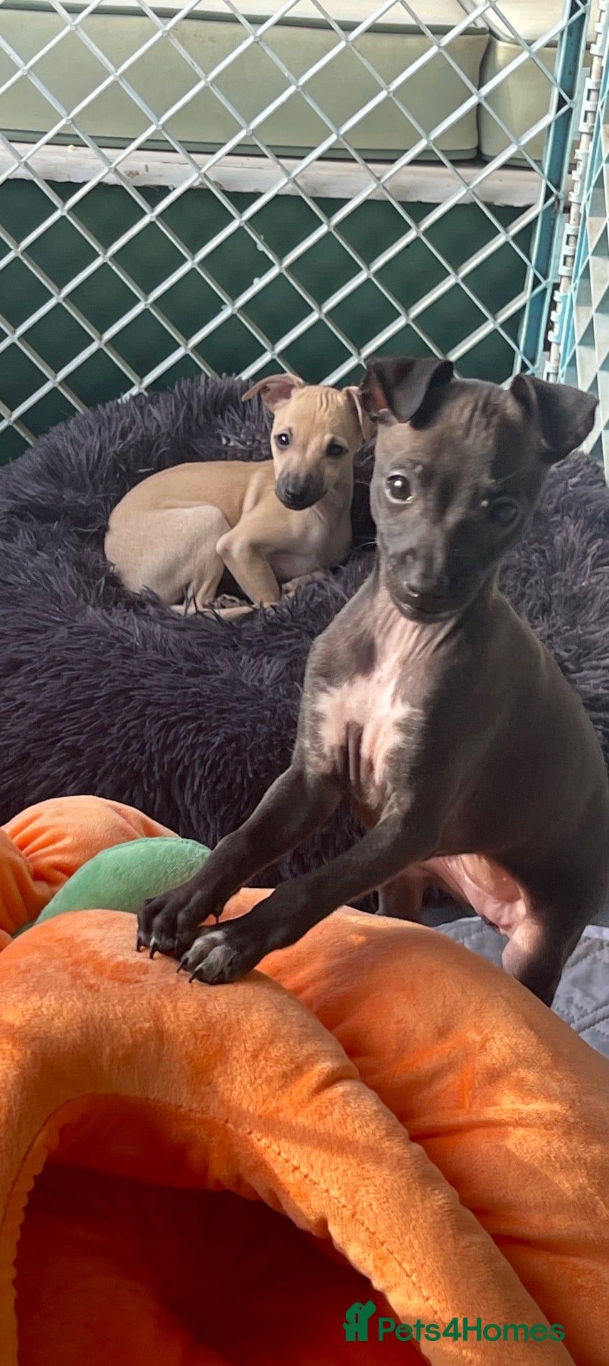 Italian Greyhound dogs 🐾✨Gorgeous KC Italian greyhound licensed breeder  - Advert 1