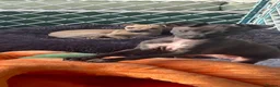 Italian Greyhound dogs for sale: 🐾✨Gorgeous KC Italian greyhound licensed breeder  - Advert 1