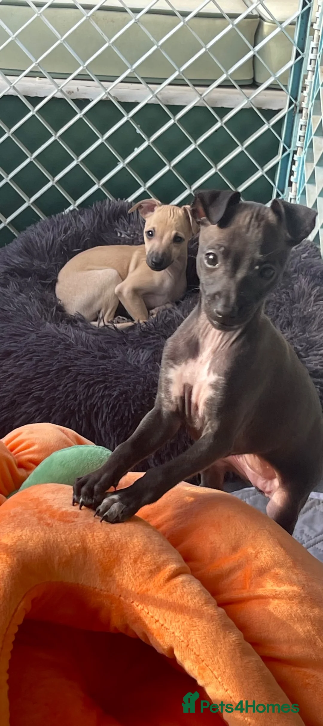 Italian Greyhound dogs for sale: 🐾✨Gorgeous KC Italian greyhound licensed breeder  - Advert 1