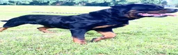 Rottweiler dogs for stud: Kc Registered Rottweiler STUD ONLY !! in Birmingham - Advert 2