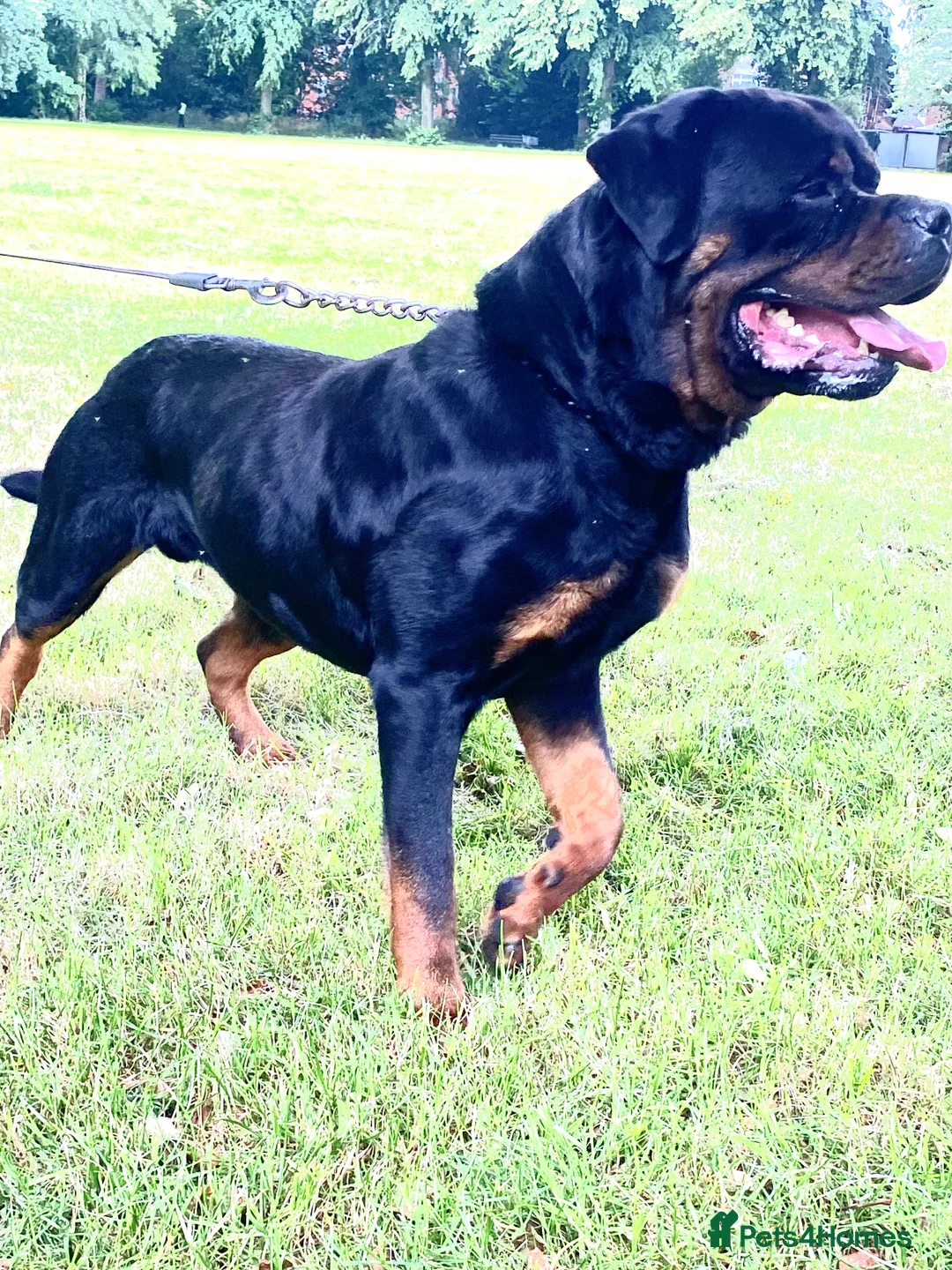 Rottweiler dogs for stud: Kc Registered Rottweiler STUD ONLY !! in Birmingham - Advert 2