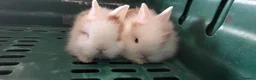 Lionhead rabbits for sale: 2 beautiful purebred lionhead rabbits - Advert 1