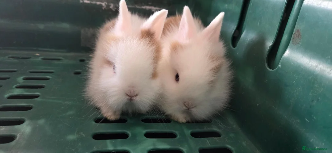 Lionhead rabbits for sale: 2 beautiful purebred lionhead rabbits - Advert 1