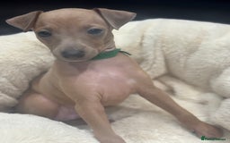 Italian Greyhound dogs for sale: Italian Greyhound Puppies  - Image 12