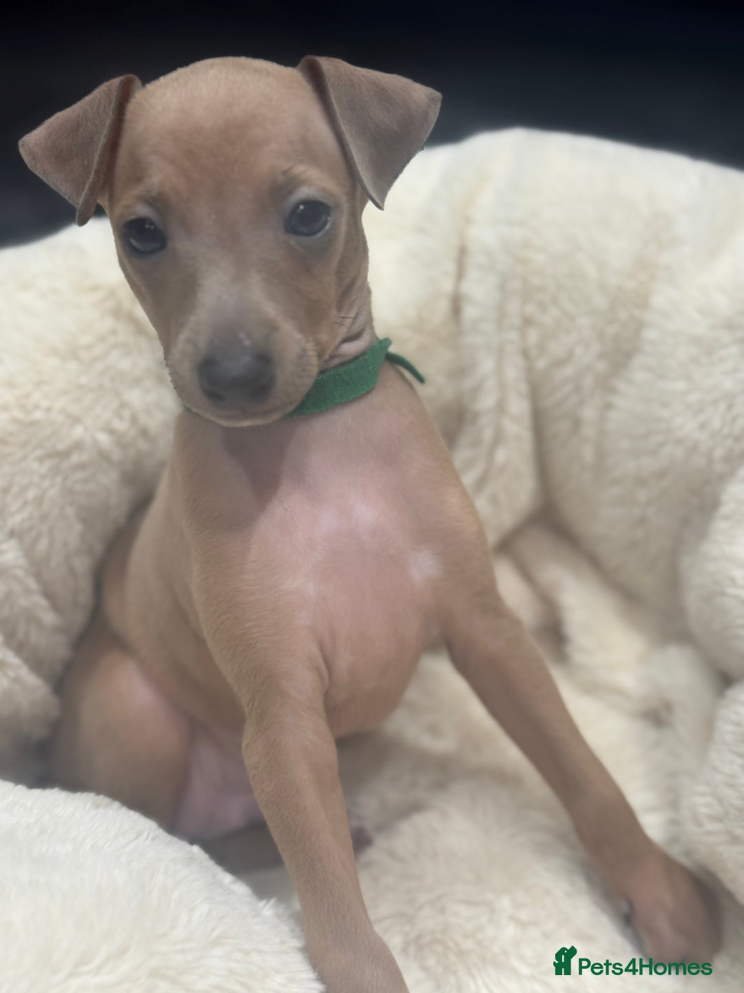 Italian Greyhound dogs for sale: Italian Greyhound Puppies  - Image 12