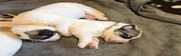 Pyrenean Mountain Dog dogs for sale: Strong in Spirit, Beautiful by Nature in Ashford - Advert 7