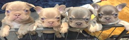 French Bulldog dogs for sale: Isabella & lilac & tan chunky frenchies - Advert 14