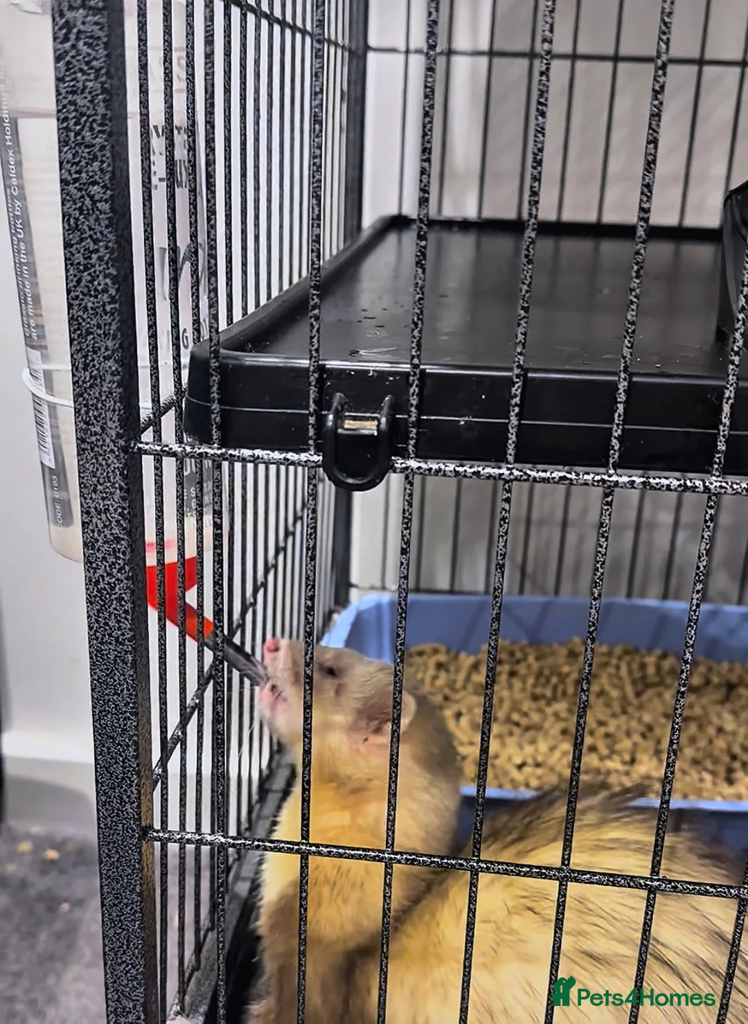 Ferret rodents for sale: 2 male ferrets - Advert 2